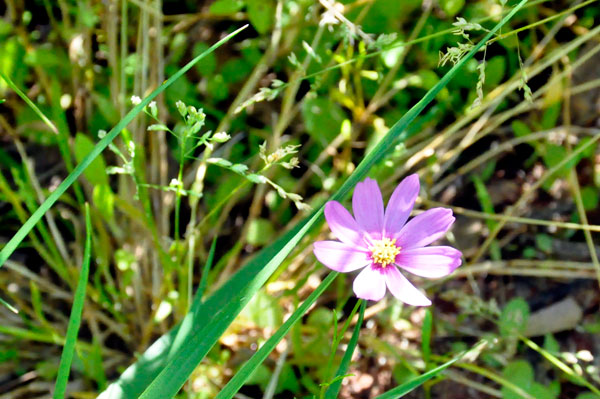 Flower near the parking lot